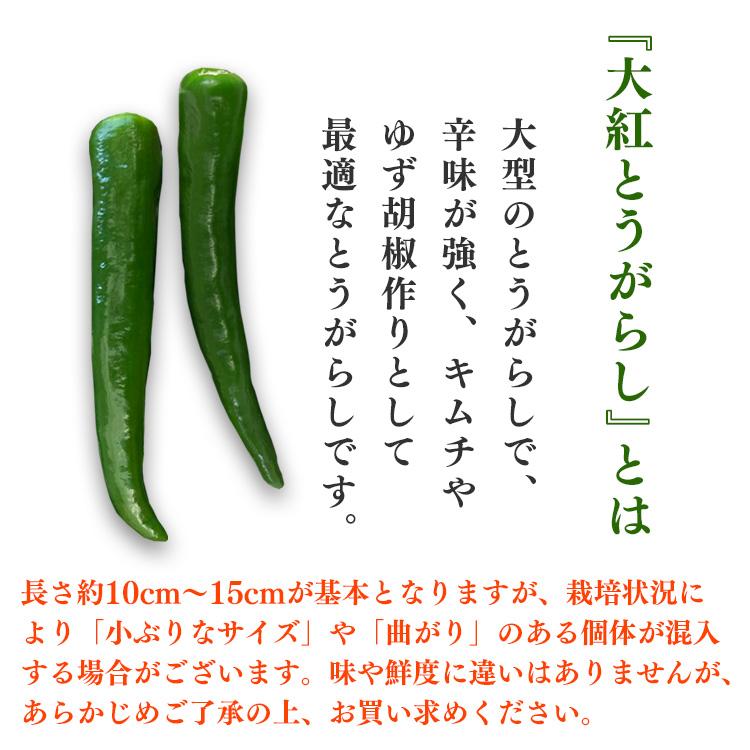 国産 青唐辛子 500g 送料無料 熊本県産 辛口 生青唐辛子 唐辛子