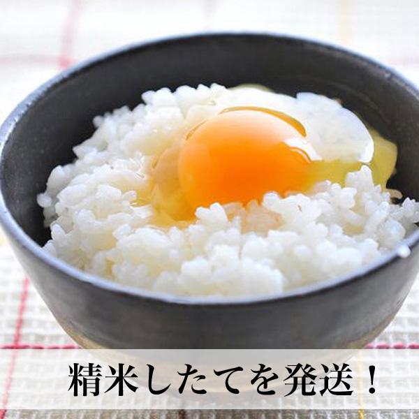 夢つくし 白米 10kg 福岡のお米 令和6年産 福岡県産 コメ 米 夢つくし 白米 10kg 福岡のお米 令和6年産 福岡県産 コメ 米