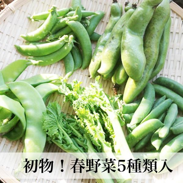 春野菜 まめ豆野菜5種類セット 九州野菜 西日本 野菜 Yasai012 朝ごはん本舗 通販 Yahoo ショッピング