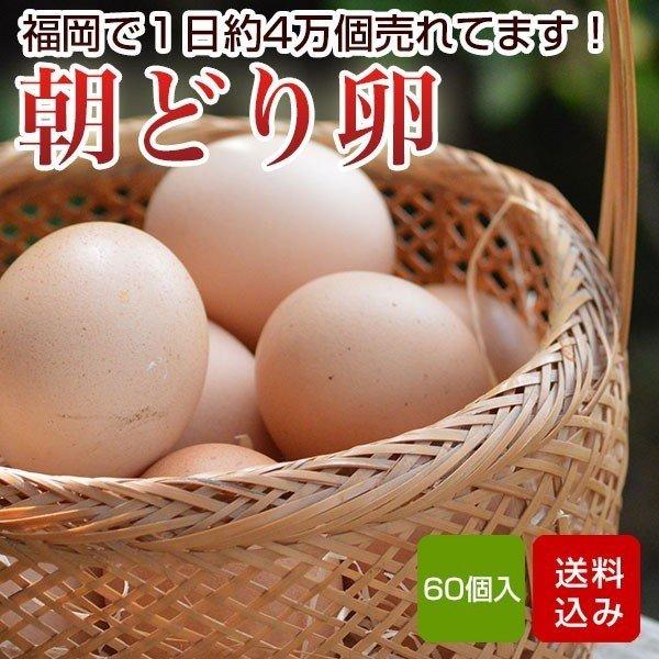 卵 60個入 （割れ保証一割（6個）含む） タマゴ 福岡産 送料無料