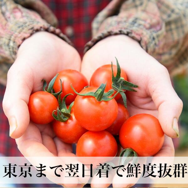 野菜と卵、果物付きセット 野菜つめあわせ 父の日 お中元 ギフト 誕生