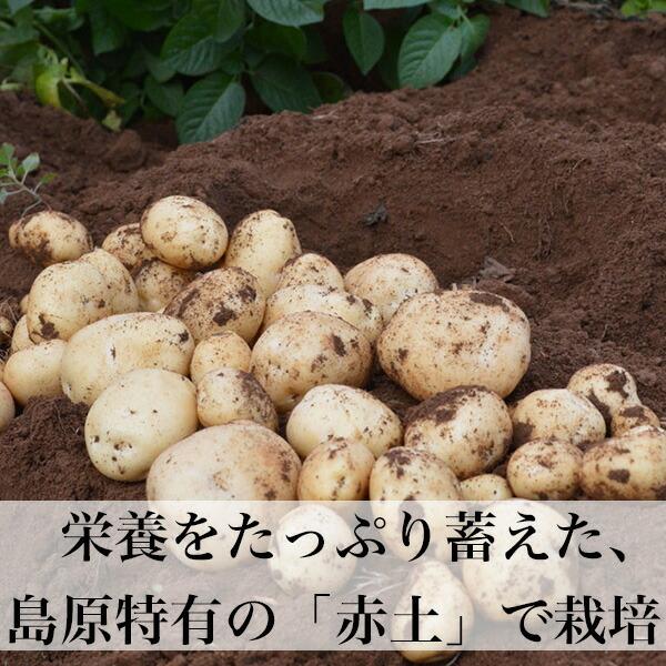 新じゃがいも 10kg 出島 新ジャガイモ 長崎県島原産 芽止め照射不使用