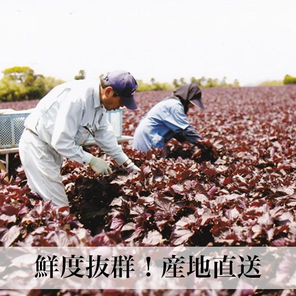 食品 函館近郊産 赤紫蘇葉っぱ5キロ❗️