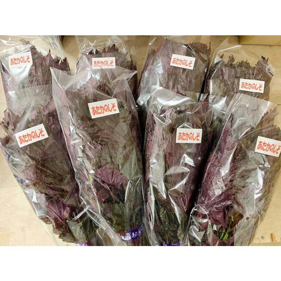 赤しそ 葉 2kg 250g×8束 梅干し用 赤紫蘇ジュース用 福岡県芦屋産 : 朝