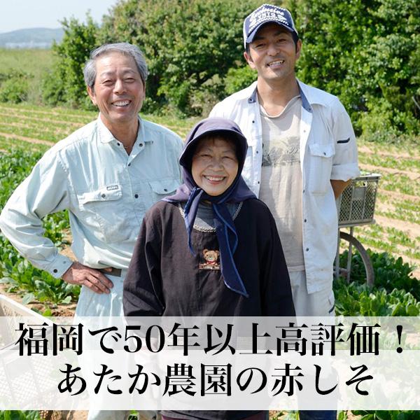 赤しそ 葉 2kg 250g×8束 梅干し用 赤紫蘇ジュース用 福岡県芦屋産 : 朝