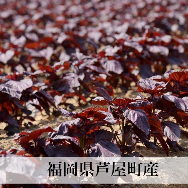 赤しそ 葉 2kg 250g×8束 梅干し用 赤紫蘇ジュース用 福岡県芦屋産 : 朝