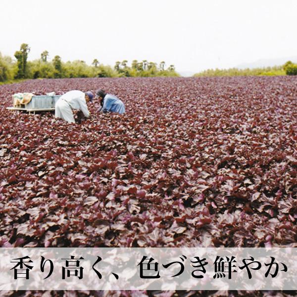 赤しそ 葉 2kg 250g×8束 梅干し用 赤紫蘇ジュース用 福岡県芦屋産 : 朝