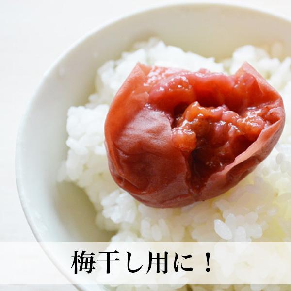 赤しそ 葉 2kg 250g×8束 梅干し用 赤紫蘇ジュース用 福岡県芦屋産 : 朝