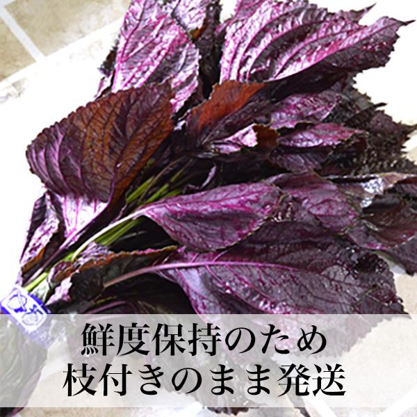 赤しそ 葉 2kg 250g×8束 梅干し用 赤紫蘇ジュース用 福岡県芦屋産 : 朝