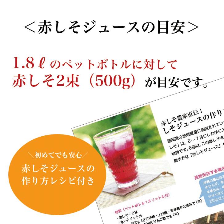 赤しそ 葉 2kg 250g×8束 梅干し用 赤紫蘇ジュース用 福岡県芦屋産 : 朝