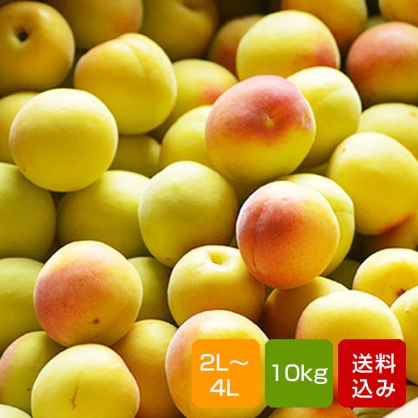 南高梅 完熟 梅干し用 10kg 2L〜4L 完熟南高梅 梅酒用 梅 大分産