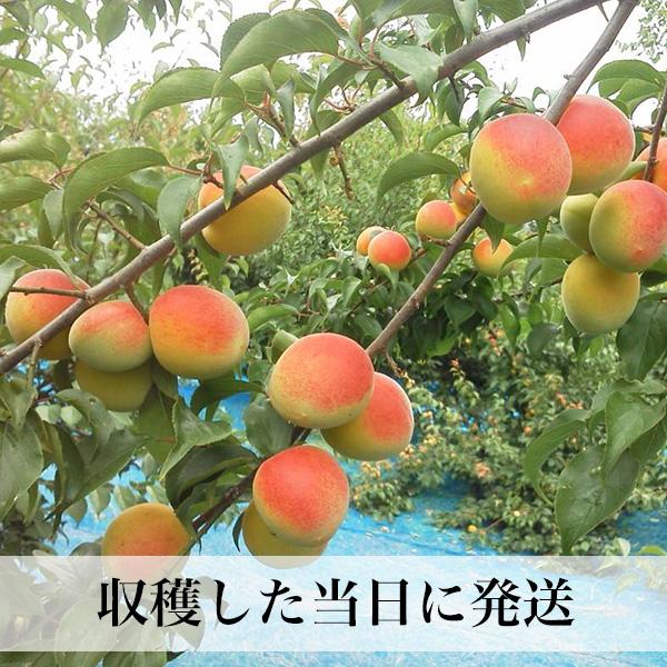 南高梅 完熟 梅干し用 10kg 2L〜4L 完熟南高梅 梅酒用 梅 大分産