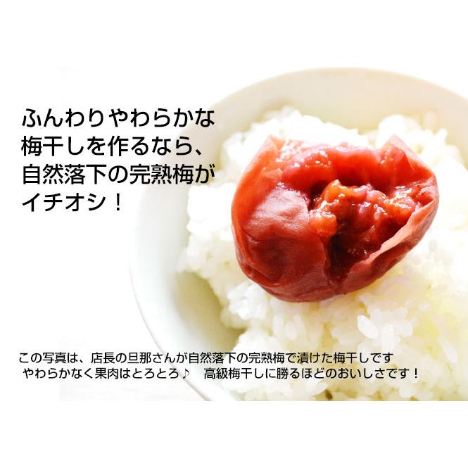 南高梅 完熟 梅干し用 10kg 2L〜4L 完熟南高梅 梅酒用 梅 大分産
