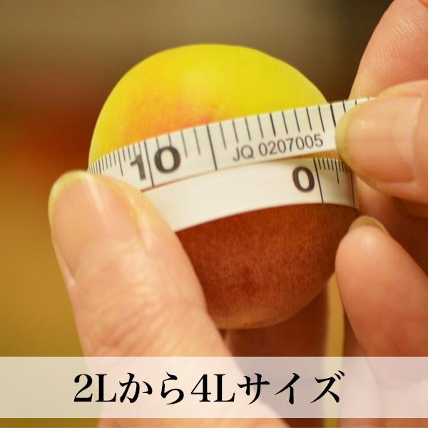 南高梅 完熟 梅干し用 10kg 2L〜4L 完熟南高梅 梅酒用 梅 大分産