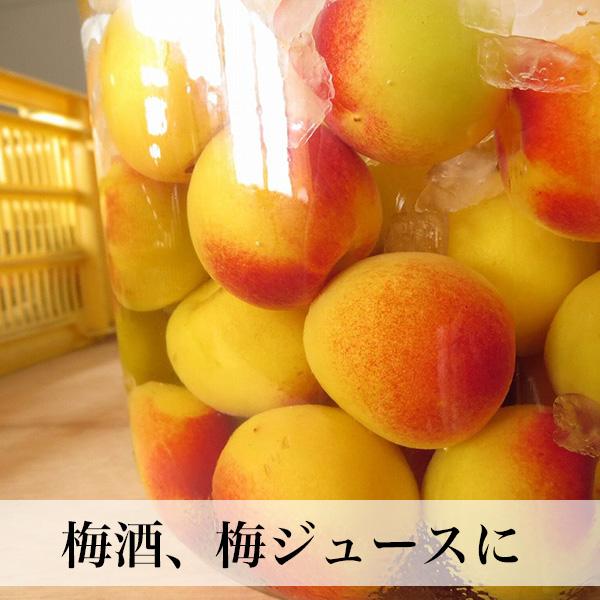 南高梅 完熟 梅干し用 10kg 2L〜4L 完熟南高梅 梅酒用 梅 大分産