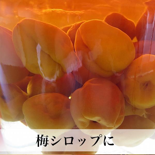 南高梅 完熟 梅干し用 10kg 2L〜4L 完熟南高梅 梅酒用 梅 大分産