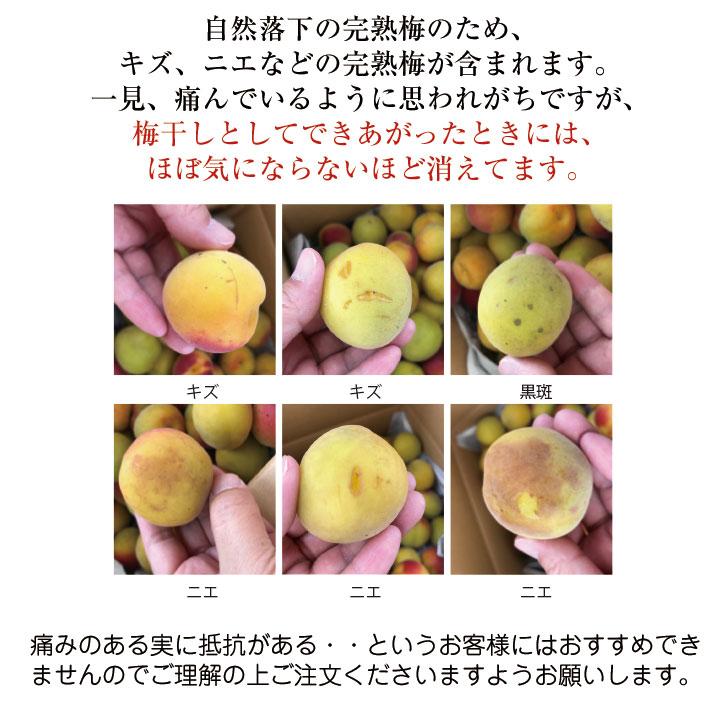 南高梅 完熟 梅干し用 10kg 2L〜4L 完熟南高梅 梅酒用 梅 大分産
