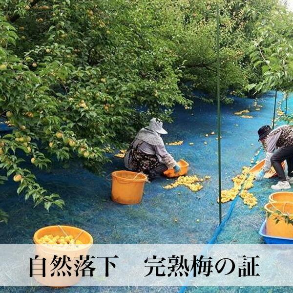 完熟南高梅 2kg 超完熟 サイズ無選別 梅干し用 梅酒用 梅ジュース用 大分県産｜asagohanhonpo｜04