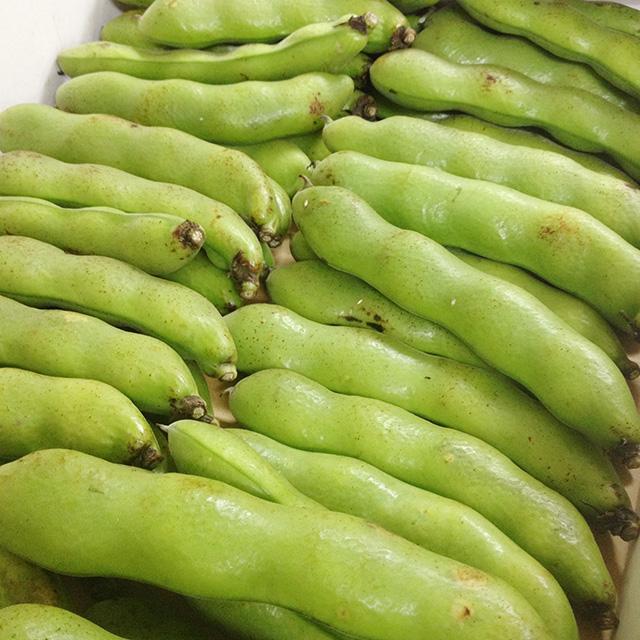 そらまめ 2kg 新物 ソラマメ そら豆 空豆 サイズ無選別 鹿児島県産