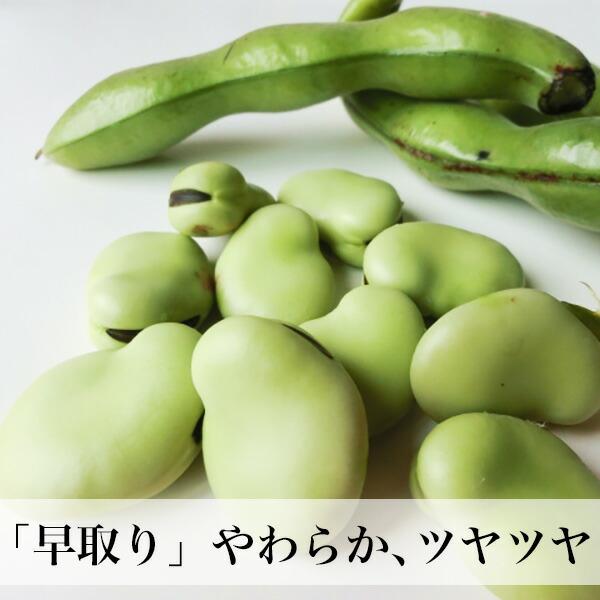 そらまめ 1kg 新物 ソラマメ そら豆 空豆 サイズ無選別 鹿児島県 そらまめ 1kg 新物 ソラマメ そら豆 空豆 サイズ無選別 鹿児島県