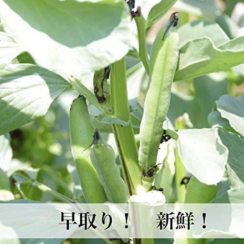 そらまめ 1kg 新物 ソラマメ そら豆 空豆 サイズ無選別 鹿児島県 そらまめ 1kg 新物 ソラマメ そら豆 空豆 サイズ無選別 鹿児島県