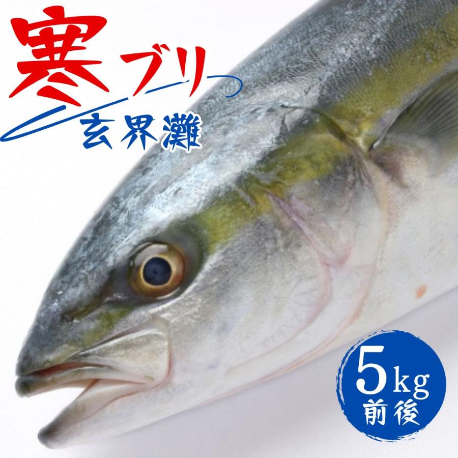 寒ブリ 約5kg １尾 活〆 玄界灘 お刺身用 産地直送 養殖 新作入荷