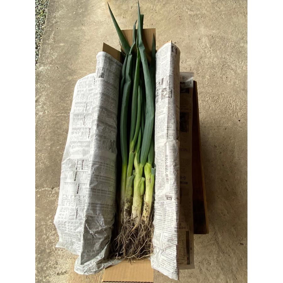 1kg 土付き岩津ねぎ (箱入り)【田中農園】芳醇な甘さと香り、とろっと