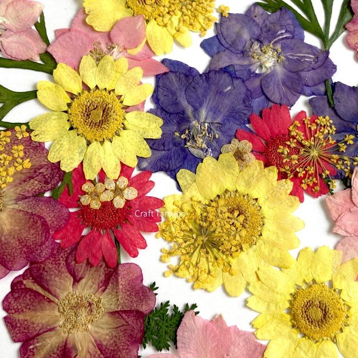 押し花 ドライフラワー 小分け パーツ ビオラ 花材 アクセサリー材料 即日出荷 ツートン 特価 大和フラワー 材料 花ビオラ