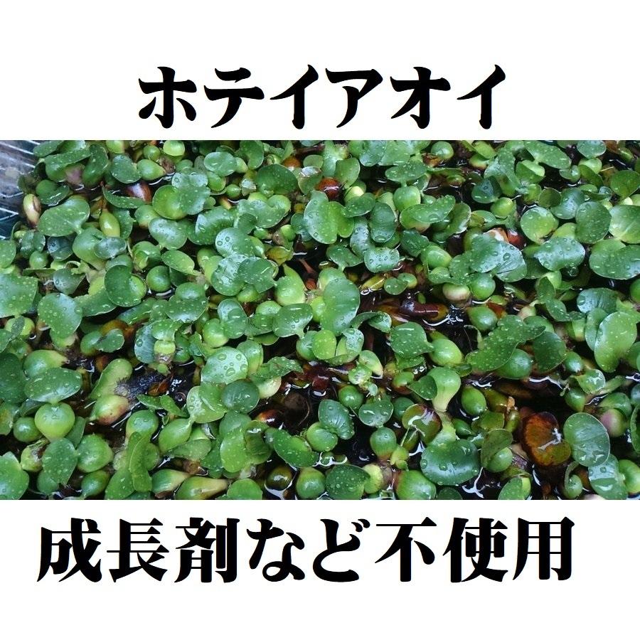 市場 ホテイ草 5株 メダカ ビオトープ 水草 浮き草 国産 市場 ホテイ草 5株 メダカ ビオトープ 水草 浮き草 国産