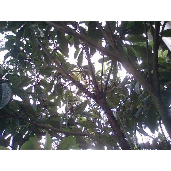 びわの葉100ｇ 滋賀産 無農薬 ペットのエサ うさぎ 枇杷の葉 温熱療法 