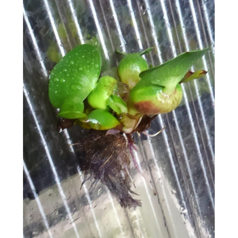 無農薬 ホテイアオイ株 浮草 ホテイ草 メダカ 産卵 ビオトープ 趣味 水草 送料無料 ポイント消化 918 朝日屋セトモノ店 Yahoo ショップ 通販 Yahoo ショッピング