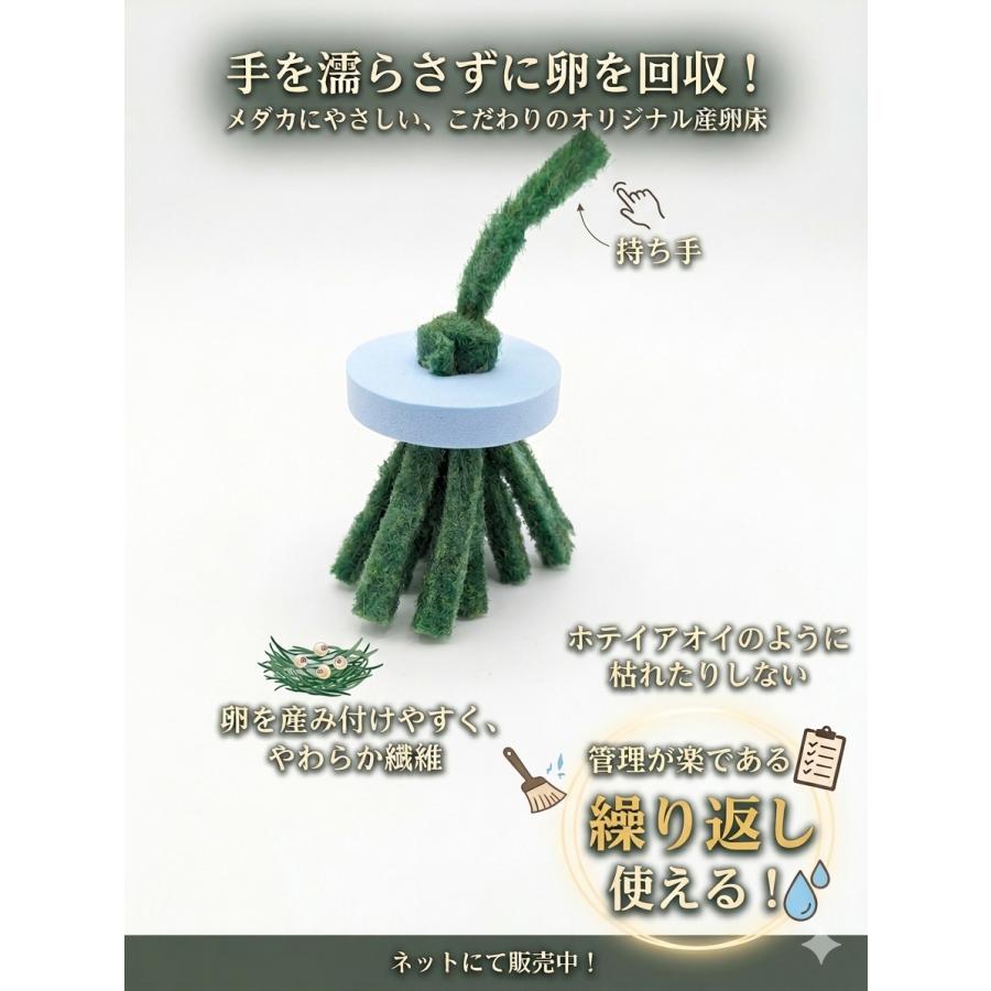 メダカ 産卵 床