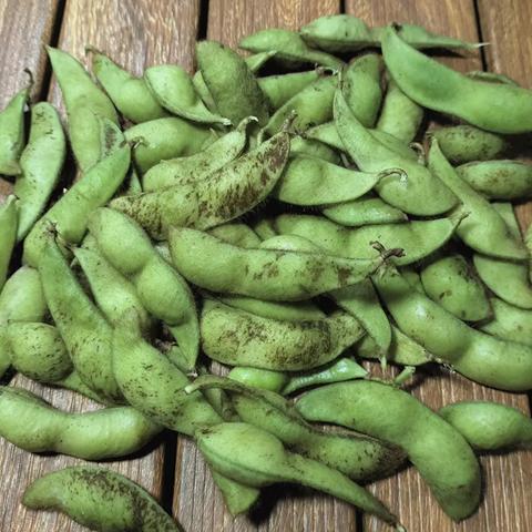 黒豆の枝豆 1.75kg(350g×5袋) 丹波黒大豆の枝豆 さやのみ 京丹波産 黒