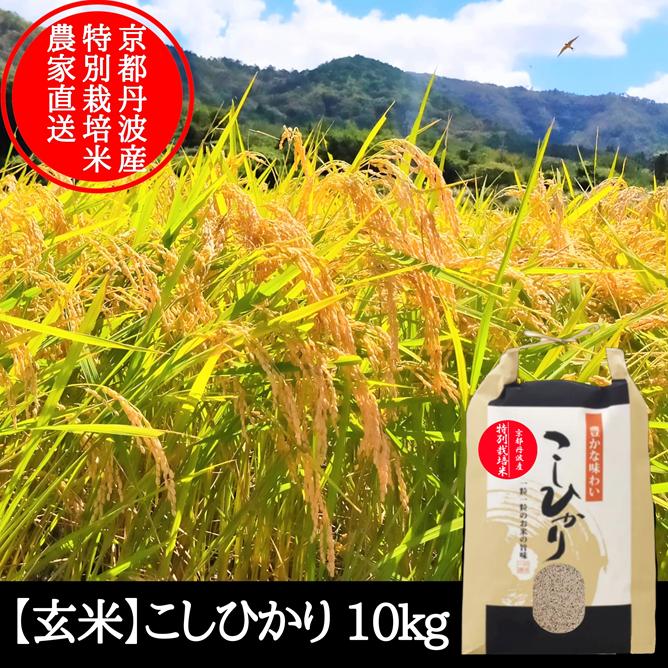 コシヒカリ 【 玄米 】 10kg 特別栽培米こしひかり 令和7年産 京都府