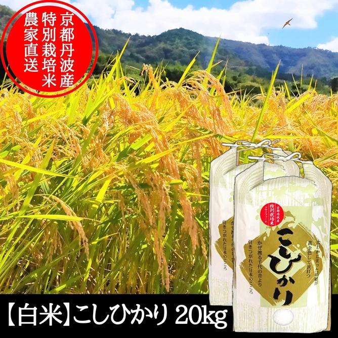 コシヒカリ 新米【 白米 】 20kg 特別栽培米 令和7年産 京都府