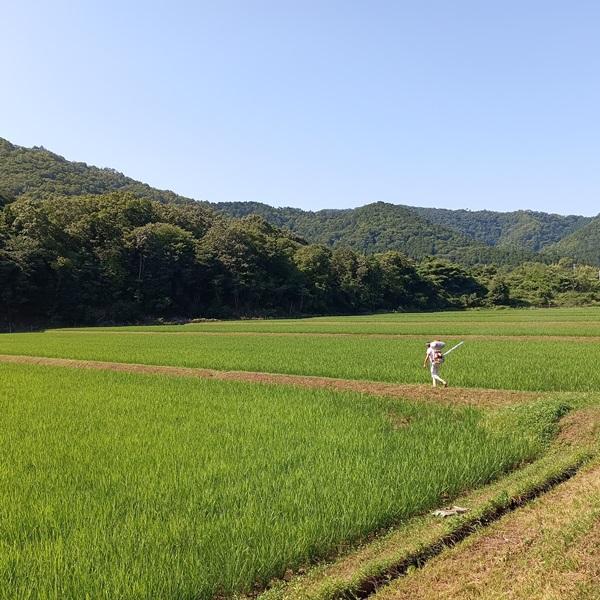 【 白米 】20kg　特別栽培米こしひかり　令和７年産　京都府産_6