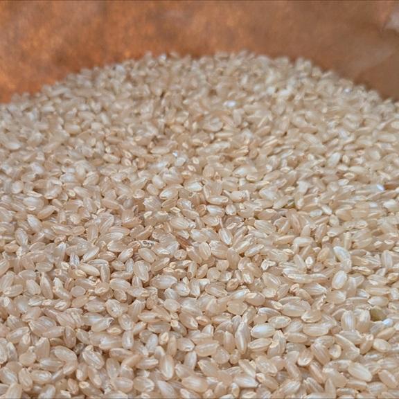 キヌヒカリ きぬひかり【 玄米 】20kg 令和7年産 京都府産 : 京丹波