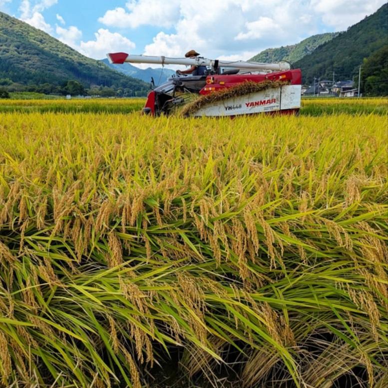 キヌヒカリ きぬひかり【 玄米 】20kg 令和7年産 京都府産 : 京丹波