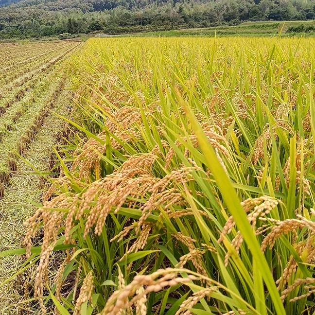 キヌヒカリ きぬひかり【 玄米 】20kg 令和7年産 京都府産 : 京丹波