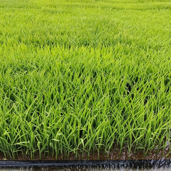 キヌヒカリ きぬひかり【 玄米 】20kg 令和7年産 京都府産 : 京丹波