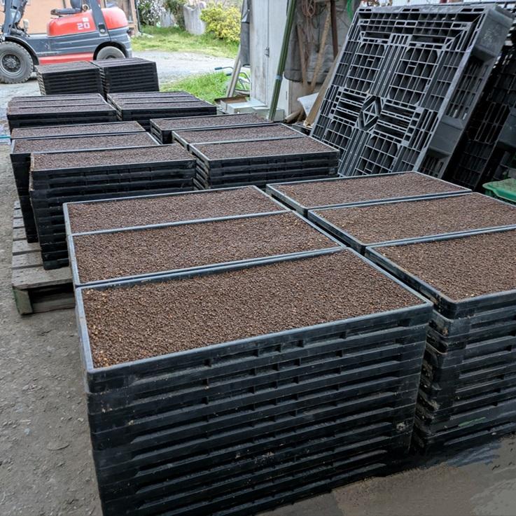 キヌヒカリ きぬひかり【 玄米 】20kg 令和7年産 京都府産 : 京丹波