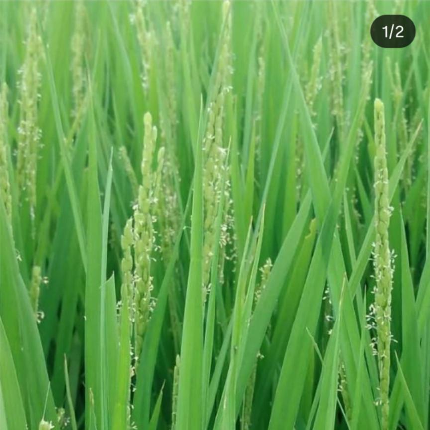 【 白米 】10kg　特別栽培米こしひかり　令和７年産　京都府産_8