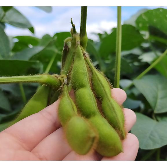 黒豆の枝豆 4.2kg(350g×12袋) 丹波黒大豆の枝豆 さやのみ 京丹波