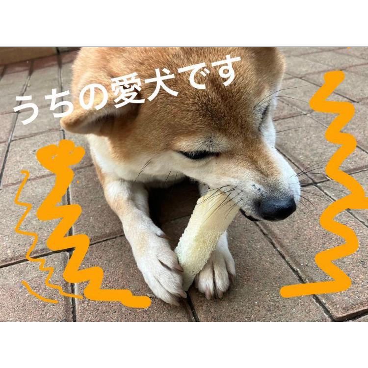 鹿の骨 うちわ(肩甲骨) : asakashibaSTORE - 通販 - Yahoo!ショッピング