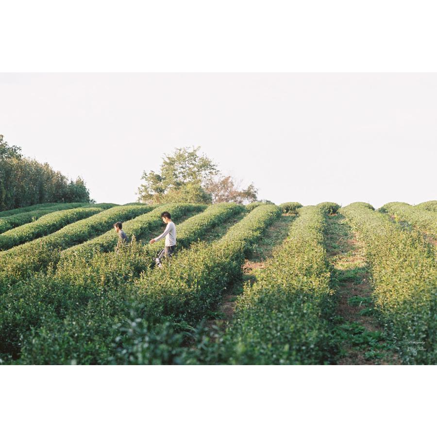 ぼくらが作った煎茶 70g (メール便 単品3個まで対応) /緑茶 国産 | 第3世界ショップ | 01
