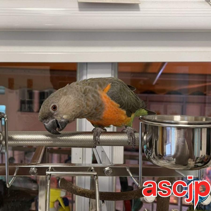 鳥かご?ケージ 豪華な大型オウムケージ、 304ステンレス鋼の鳩の檻、 キャスター付きの移動可能な動物の別荘、 (Color : Silver Size : 45*45の画像