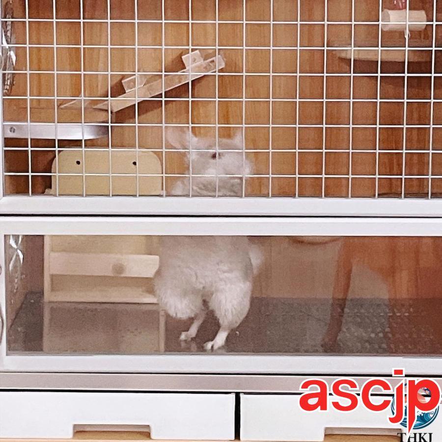 小動物用 木製2層ケージ チンチラ・ウサギ・多頭飼いOK キャスター付き うさぎ ケージ モルモット チンチラ 小動物 大型 小型 ゲージ すのこ