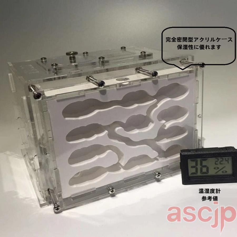 アリの巣観察キット 大きい 石膏製巣箱 保湿性がよい 自由研究 蟻 観察