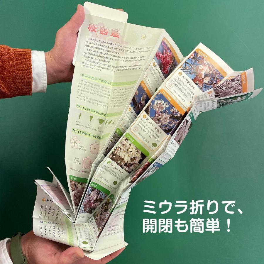 桜ぱっと見ガイド」 （一社）日本植木協会 ミウラ折りのポケットサイズ