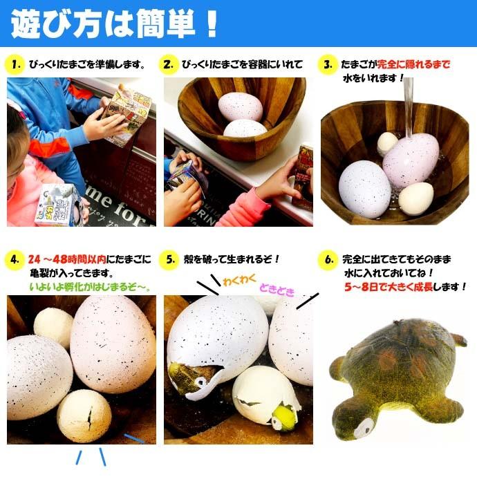 びっくりたまご カメ 卵から生まれて大きくなる人形 育てている感が出て毎日楽しく眺めれるおもちゃ Ms206 Ms 4534253266693 Ase 通販 Yahoo ショッピング